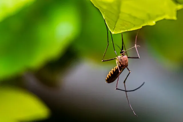 Bebé con repelente, prevención picaduras mosquito